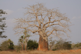 Baobab al Parco di Kissama